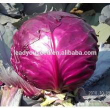 MC071 Zihong round purple high yield hybrid cabbage seeds, chinese vegetable seeds